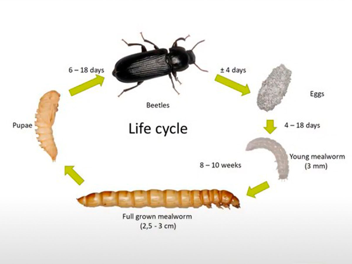 mehlwürmer züchten automatisch