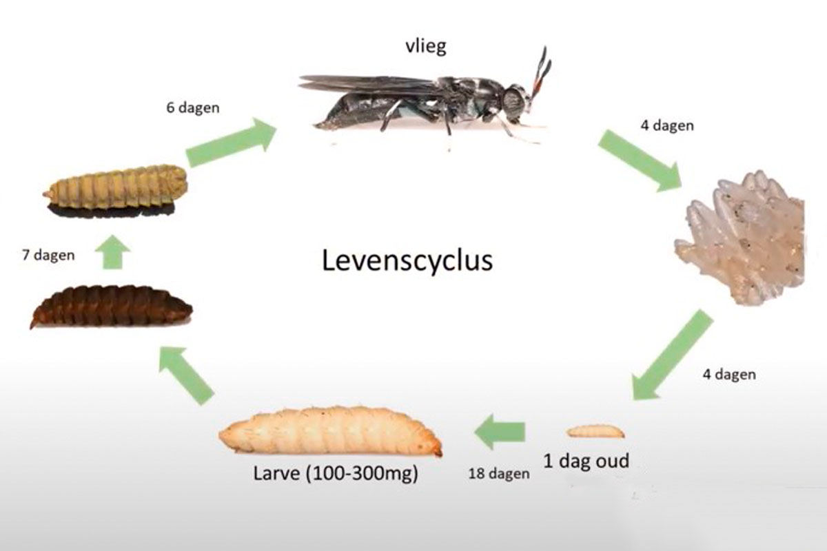 soldatenfliegenlarven züchten